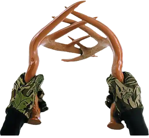 Primos Fightin Horns