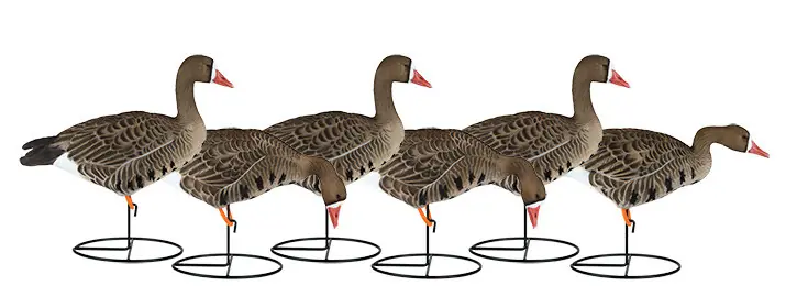 6 Pack Dakota Full Body Specklebelly Goose Decoys by Dakota Decoy Company