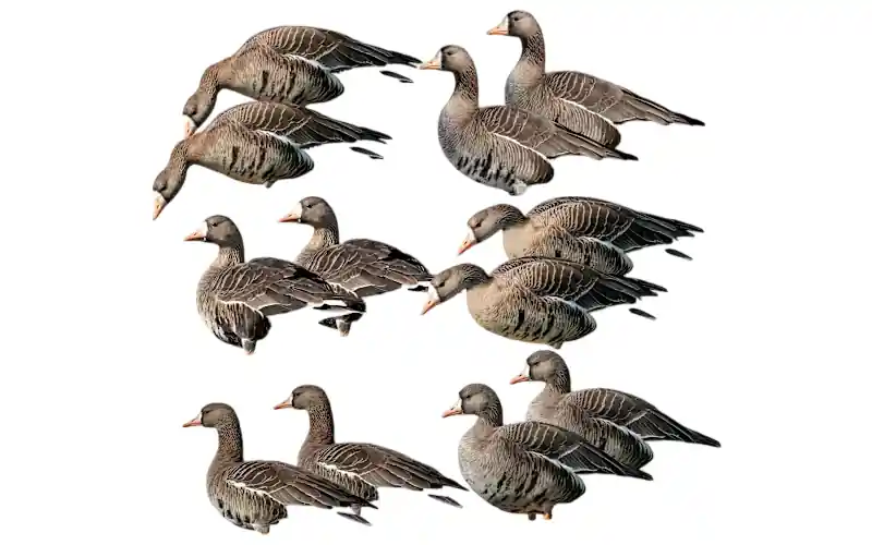 12 Pack GHG Pro-Grade Specklebelly Silhouette Decoys by Avery