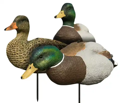 EVAC Series Fullbody Mallard Decoys 6 Pack by White Rock Decoy Company
