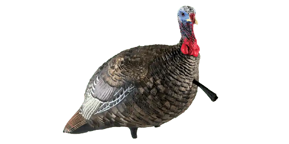 LCD Lifelike Collapsible Decoy Jake Quarter Strut Turkey Decoy by Avian-X
