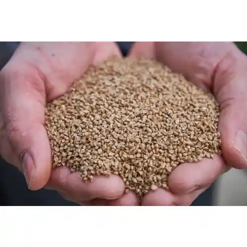 50lb Japanese Millet Feed by Stratton Seed Company