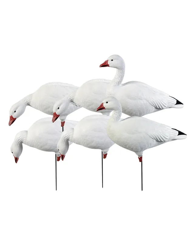 6 Pack Pro Grade Full Body Harvester Snow Goose Decoys by Avery