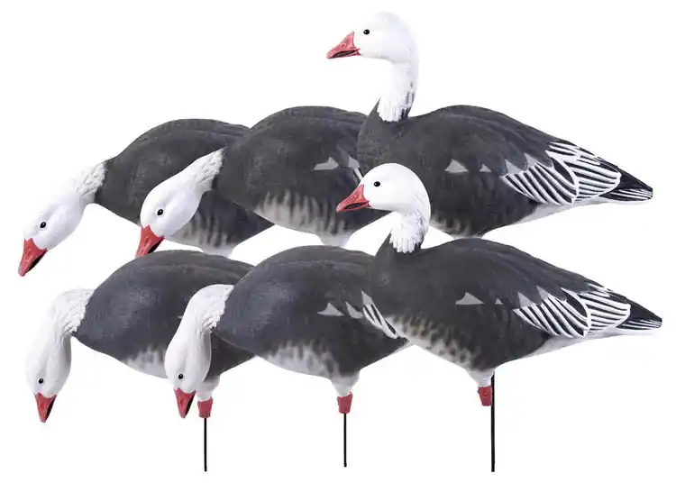 6 Pack Pro Grade Full Body Harvester Blue Goose Standing Decoys by Avery